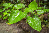 クワズイモ [YMA110016375]