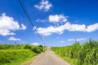 さとうきび畑の通学路 [YMA110016381]