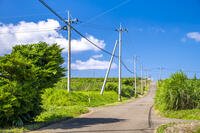 さとうきび畑の通学路 [YMA110016382]