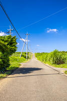 さとうきび畑の通学路 [YMA110016383]