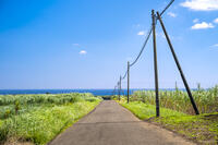 さとうきび畑の通学路 [YMA110016384]