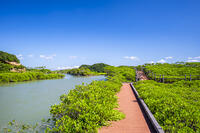 種子島マングローブパーク [YMA110016425]