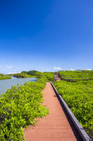 種子島マングローブパーク [YMA110016426]