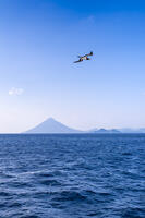 開聞岳とカツオドリ [YMA110016440]