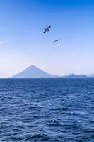 開聞岳とカツオドリ [YMA110016441]