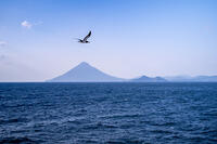 開聞岳とカツオドリ [YMA110016442]