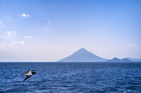 開聞岳とカツオドリ [YMA110016443]