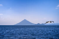 開聞岳とカツオドリ [YMA110016444]