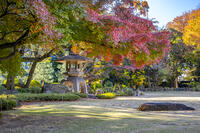 秋の旧岩崎邸庭園 [YMA110016456]