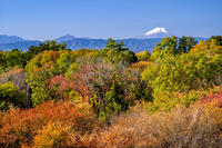 秋の六道山公園と富士山 [YMA110016469]