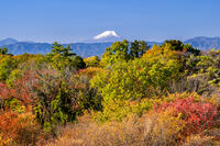 秋の六道山公園と富士山 [YMA110016470]