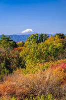 秋の六道山公園と富士山 [YMA110016474]