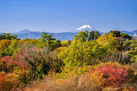秋の六道山公園と富士山 [YMA110016475]