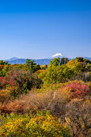 秋の六道山公園と富士山 [YMA110016477]