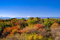 秋の六道山公園と富士山 [YMA110016479]