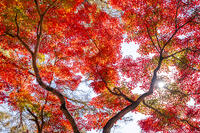 月の石もみじ公園のモミジ [YMA110016489]