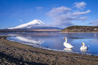 山中湖の白鳥と富士山 [YMA110016601]