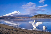 山中湖の白鳥と富士山 [YMA110016602]