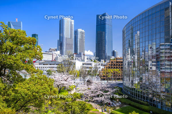 桜咲く毛利庭園 [YMA110016028]
