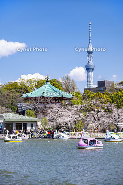桜の不忍池と東京スカイツリー [YMA110016032]