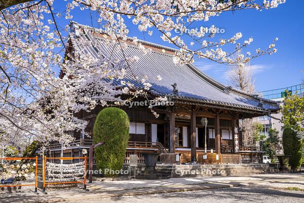 桜咲く上野寛永寺 [YMA110016034]