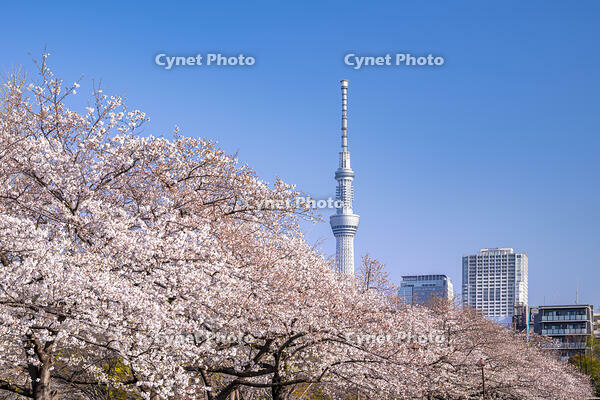 桜咲く猿江恩賜公園と東京スカイツリー [YMA110016035]