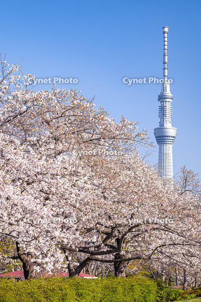 桜咲く猿江恩賜公園と東京スカイツリー [YMA110016037]