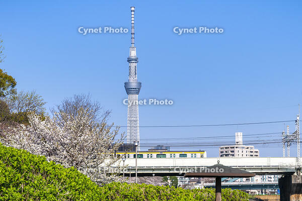 桜咲く旧中川水辺公園と東京スカイツリー [YMA110016038]