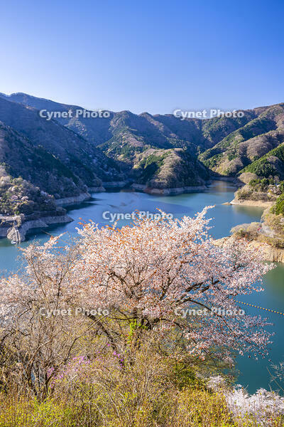 桜咲く奥多摩湖 [YMA110016055]