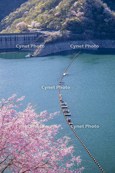 桜咲く奥多摩湖 [YMA110016056]