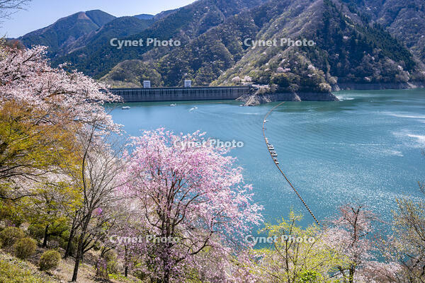 桜咲く奥多摩湖 [YMA110016058]