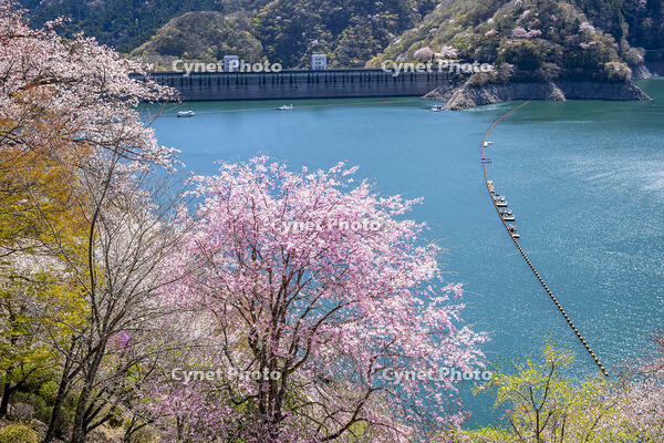 桜咲く奥多摩湖 [YMA110016059]