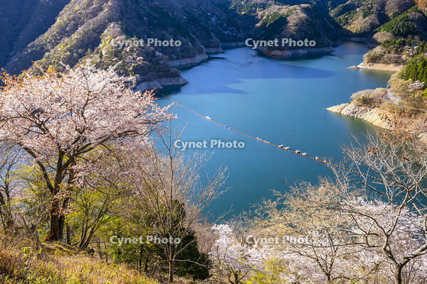 桜咲く奥多摩湖 [YMA110016060]