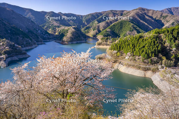 桜咲く奥多摩湖 [YMA110016061]