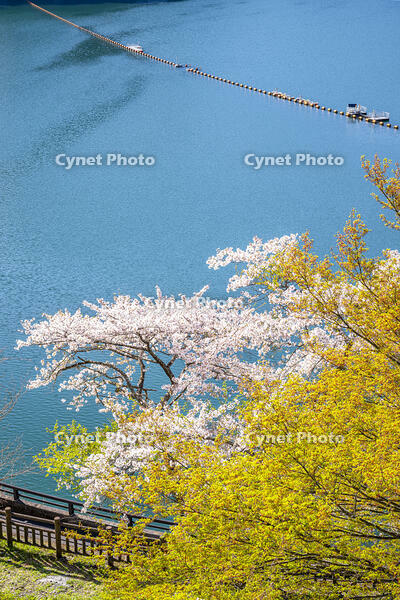 桜咲く奥多摩湖 [YMA110016064]