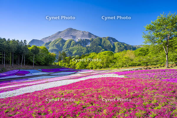 芝桜咲く羊山公園 [YMA110016085]