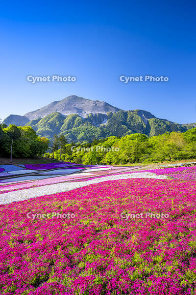 芝桜咲く羊山公園 [YMA110016086]