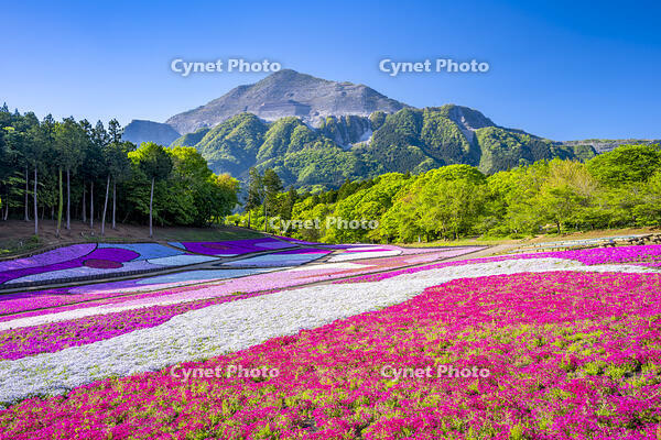 芝桜咲く羊山公園 [YMA110016087]