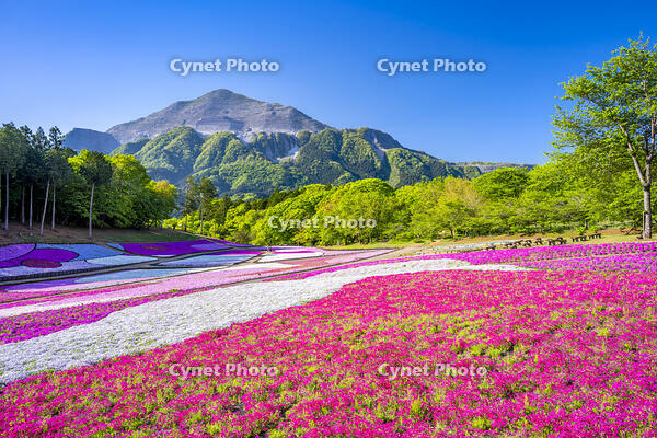 芝桜咲く羊山公園 [YMA110016088]
