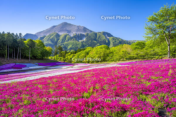 芝桜咲く羊山公園 [YMA110016089]