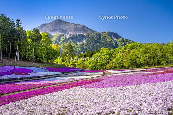 芝桜咲く羊山公園 [YMA110016090]