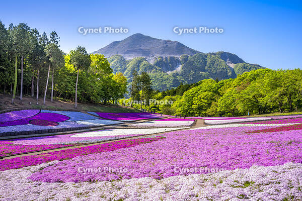 芝桜咲く羊山公園 [YMA110016091]