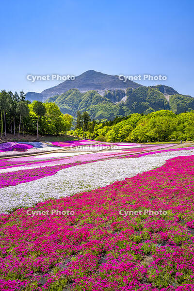 芝桜咲く羊山公園 [YMA110016093]
