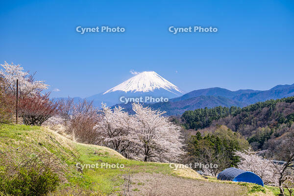 里山の桜と富士山 [YMA110016096]