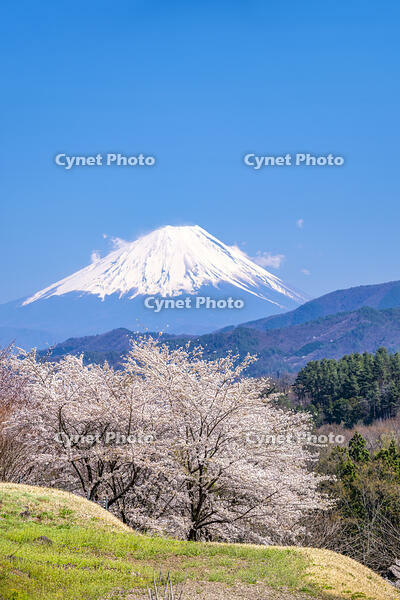 里山の桜と富士山 [YMA110016098]