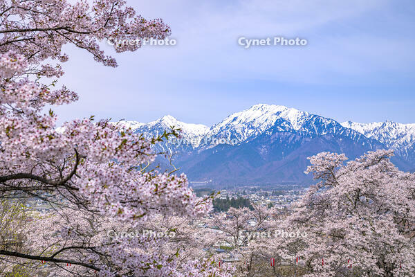 桜咲く大町公園と北アルプス [YMA110016111]