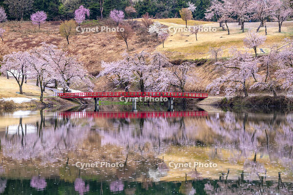 桜咲く松ヶ峰 [YMA110016114]