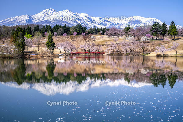 桜咲く松ヶ峰と妙高山 [YMA110016115]