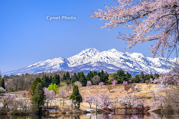 桜咲く松ヶ峰と妙高山 [YMA110016116]