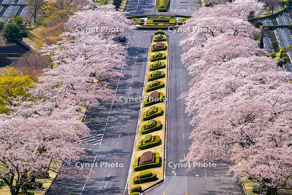 冨士霊園の桜並木 [YMA110016123]